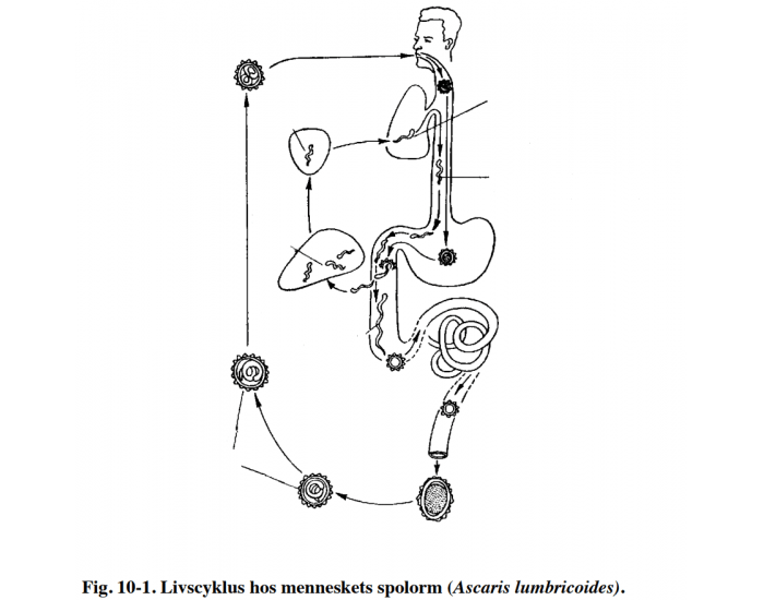 Spolorm livscyklus spolorm (ascaris lumbricoides) Quiz