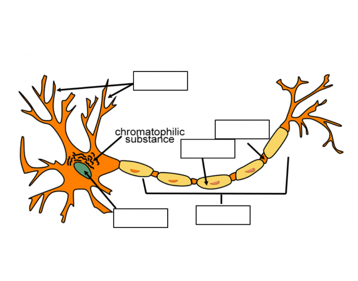 labeling-parts-of-a-neuron-printable-worksheet