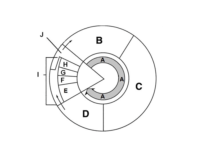 cell cycle phases with descriptions Quiz Biology Diagrams