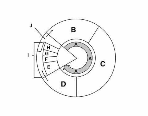 Identifying Interphase and Phases of Mitosis Quiz