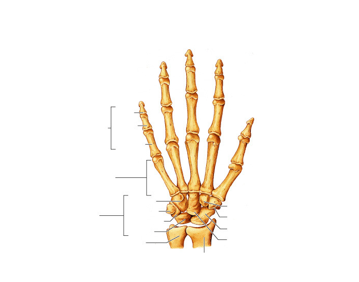 Hand and wrist Anatomy Quiz