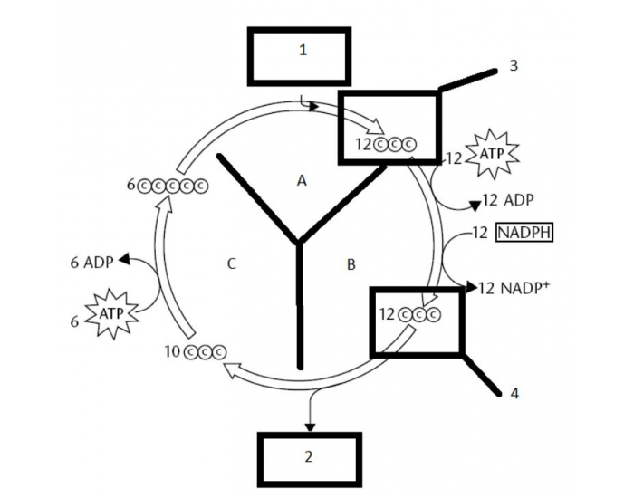 Calvin Cycle Photosynthesis Quiz