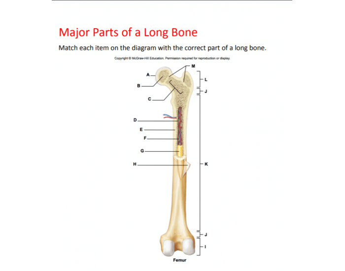 Anatomy and Physiology: Major Parts of a Long Bone Quiz