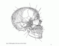 Midsagittal section of skull
