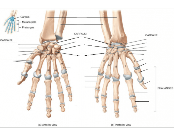 Hand Views A&P Hand Anterior and Posterior Views wk2.10 Quiz