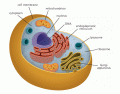 Parts Of A Cell (animal + plant) 