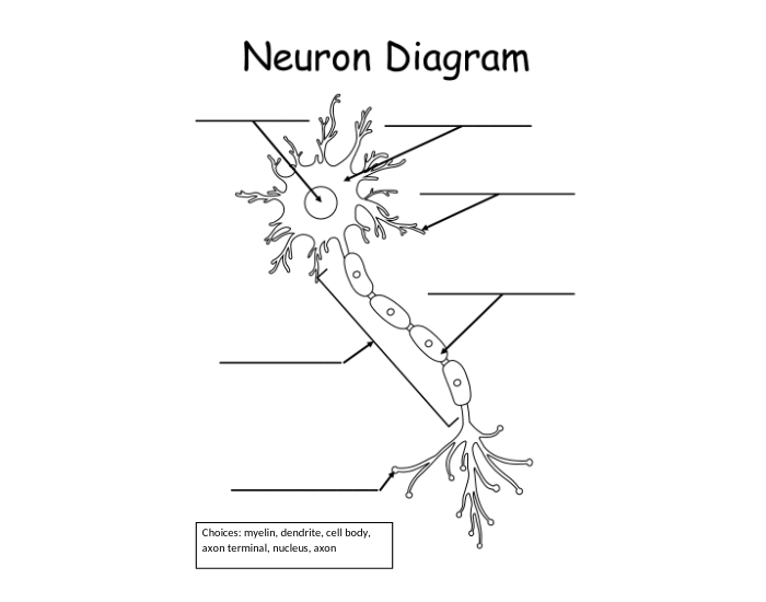neuron diagram labeling — Printable Worksheet