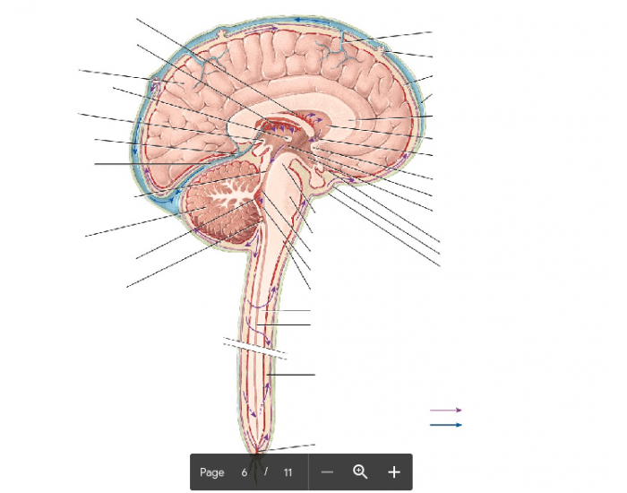 sagittal-section-of-brain-spinal-cord-printable-worksheet