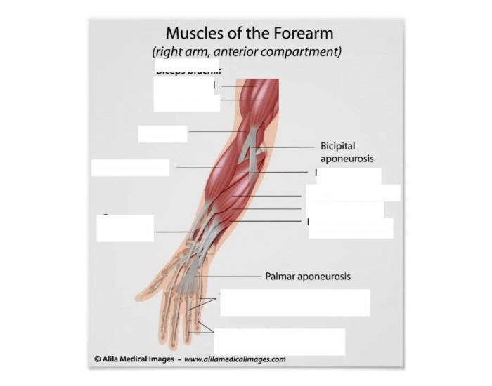 muscles of forearm Quiz