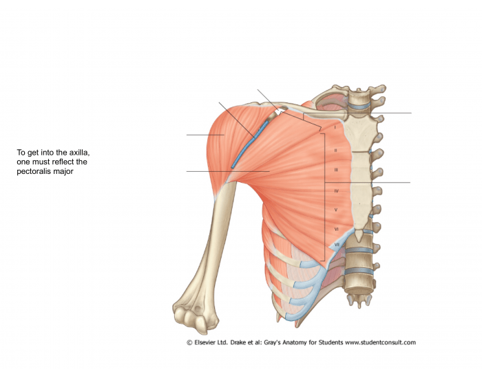 Axilla Muscles Quiz