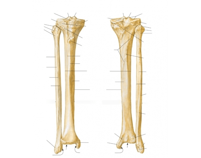 Bony Landmarks of Tibia & Fibula — Printable Worksheet