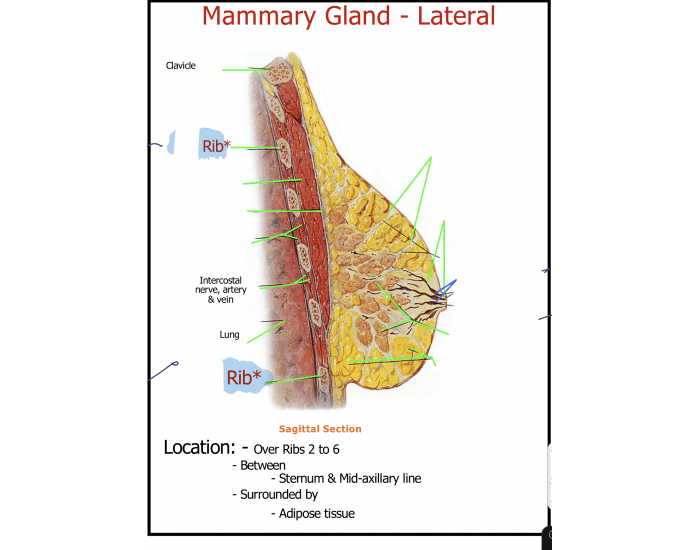 Mammary gland Lateral Quiz