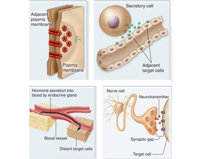 types-of-cell-signaling-quiz