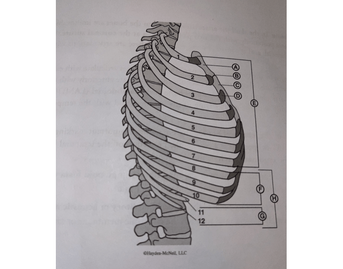Lat View Ribs Lateral view of rib cage Quiz