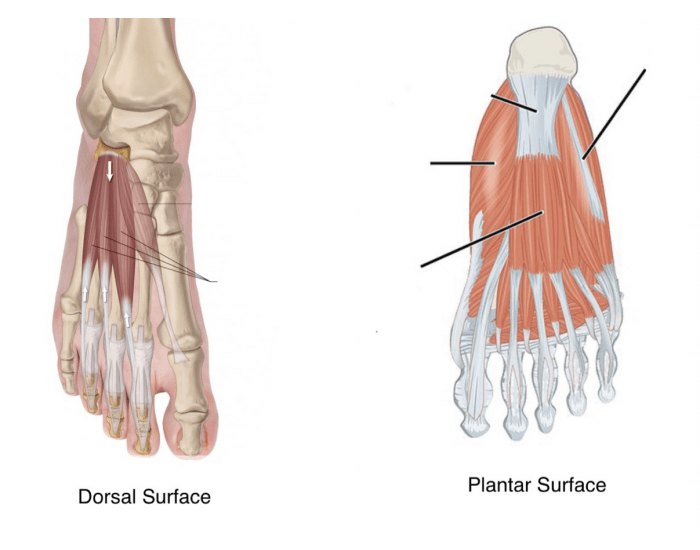 Muscles of the Foot (Anatomy 3300) Quiz Biology Diagrams