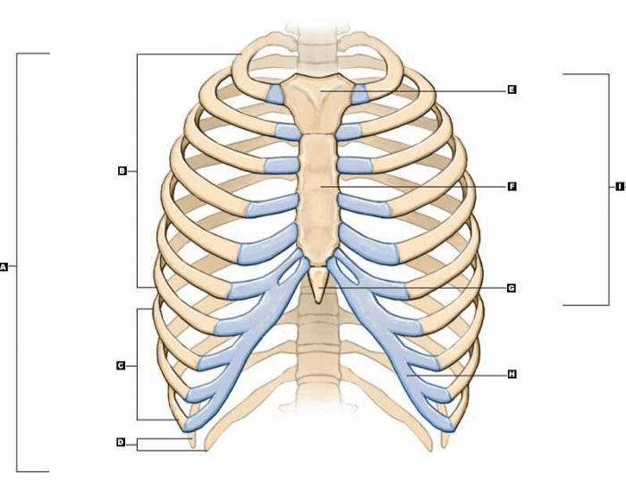 Thorax Based Label Thoracic Cavity Labeling (basic) Quiz