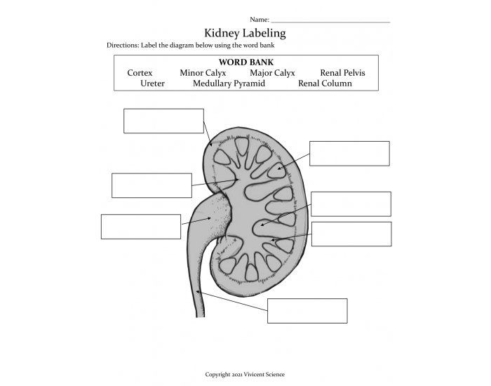 Kidney Label Quiz