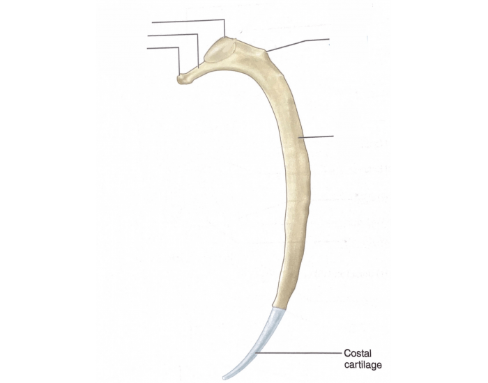 Feline rib anatomy Quiz