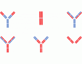Antibody structure (1)