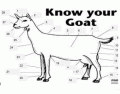 Know your goat
