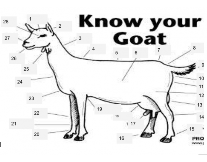 Know Your Goat Quiz