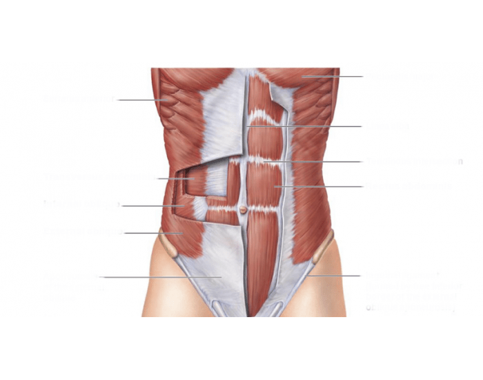 label the muscles of the abdominal wall Quiz