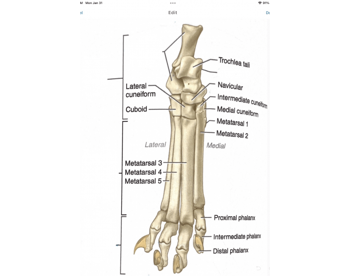 Cat Pes Feline pes anatomy — Printable Worksheet
