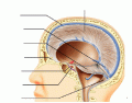Section cerebrum 