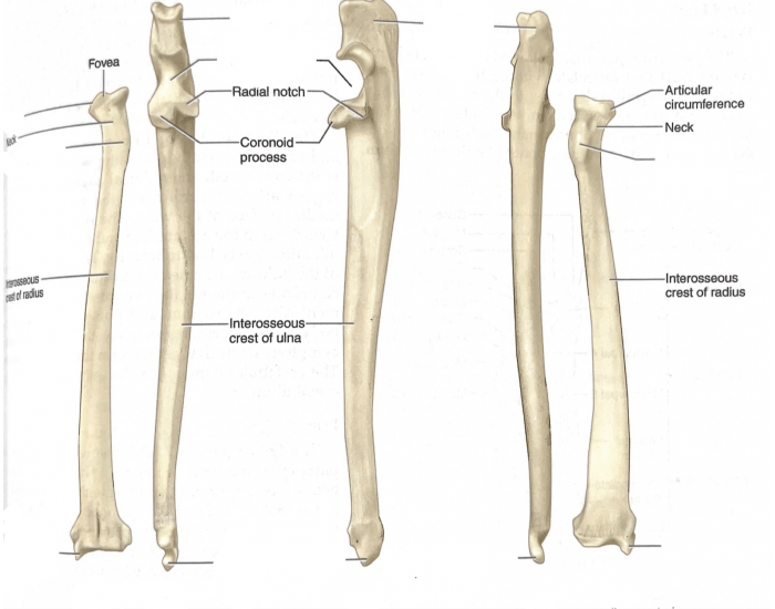 Feline radius and ulna anatomy Quiz