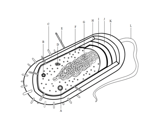 Parts of the Prokaryotic Cell Quiz