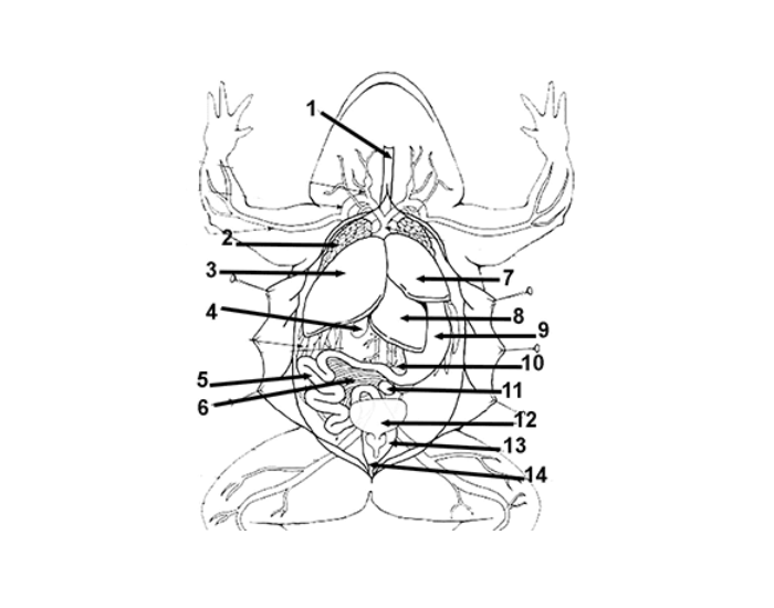 Internal Organs of Frog Diagram Quiz