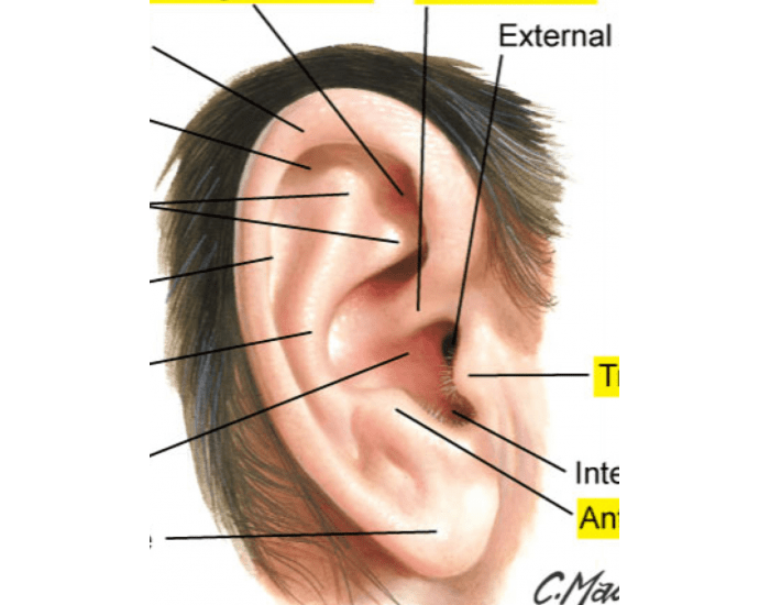 Pinna anatomy Quiz