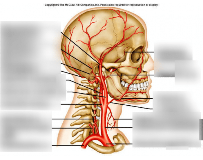 Lateral Head and Neck Arteries Quiz