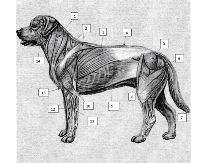 Dog Rump Dog Muscle Anatomy — Printable Worksheet
