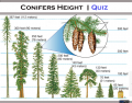 Conifers Height | Quiz