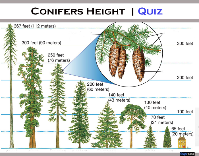 Conifers Height | Quiz — Printable Worksheet