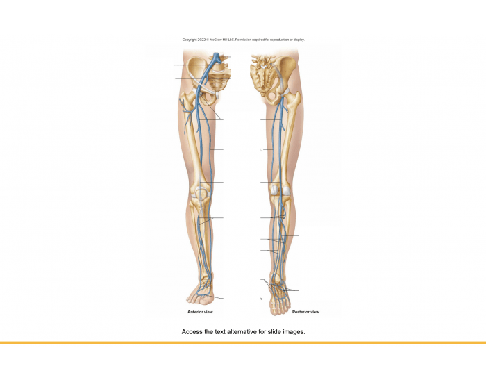leg Quiz