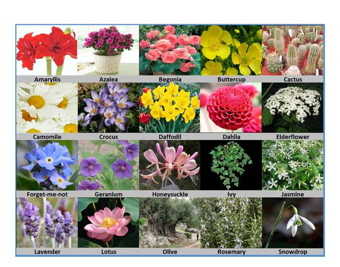 Floriography (Language of Flowers) Quiz