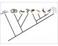 Evolution of Tetrapods