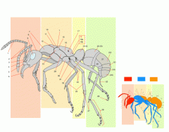 An Ant's Anatomy