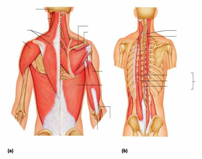 posterior neck muscles