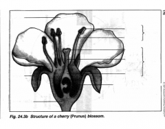 Structure of a Cherry Blossom