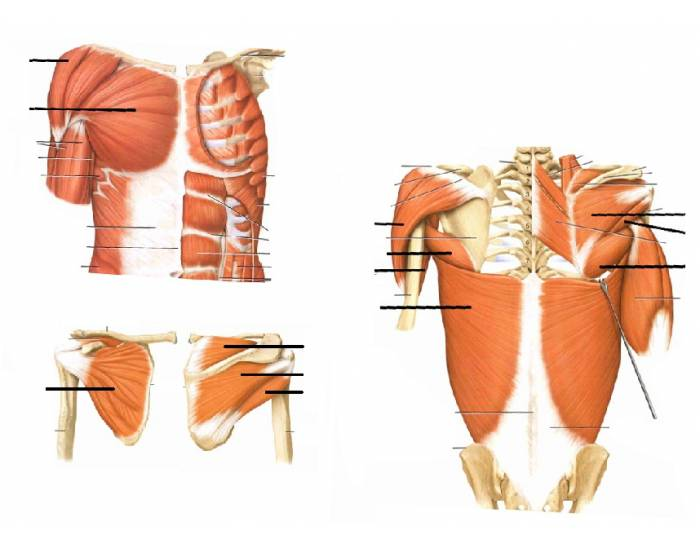 Shoulder Muscles Quiz Shoulder Muscles Quiz