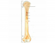 Long bone Parts Quiz