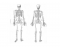Axial and appendicular skeleton Parts Quiz