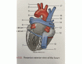 External Anatomy of the Heart - Posterior 