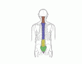Spine Anatomy- Easy!