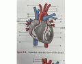 External Anatomy of the Heart - Anterior 
