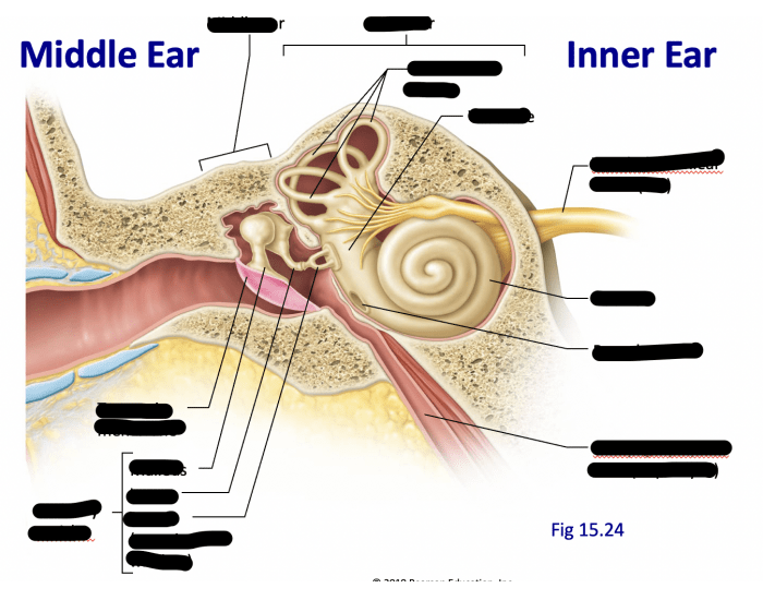 Middle and inner ear anatomy Quiz