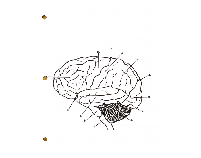 Bio Brain Bio 241 Blank Brain Diagram 1 — Printable Worksheet